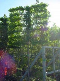 Haagbeuk Als Leiboom (Carpinus Betulus)