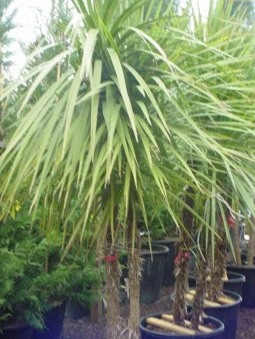 Cordyline (Cordyline Australis) - Afbeelding 6