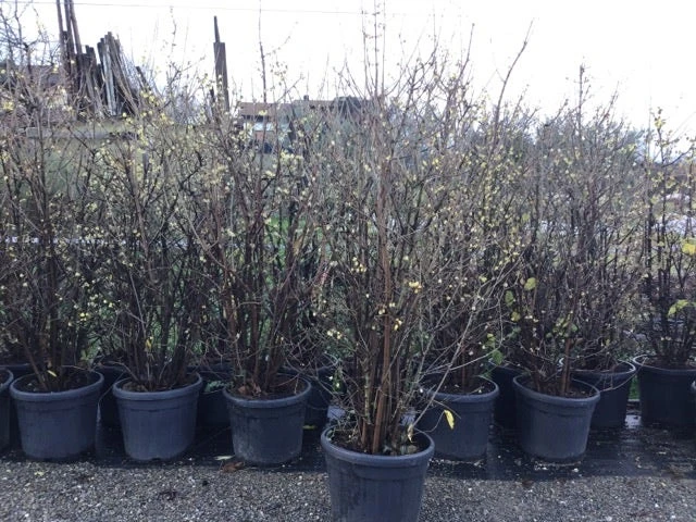 Winterzoet (Chimonanthus Praecox) - Afbeelding 5