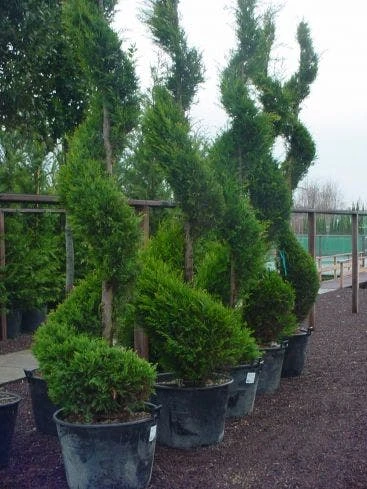Leylandcipres Als Spiraal (Cupressocyparis Leylandii 'Castlewellan Gold' ) - Afbeelding 3