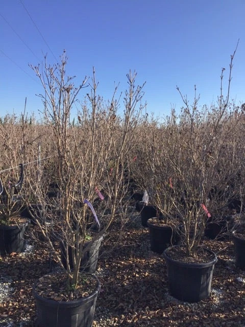 Kornoelje (Cornus Kousa 'Schmetterling') - Afbeelding 5