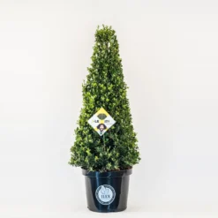 Japanse Hulst In Kegelvorm (Ilex Crenata 'Dark Green')