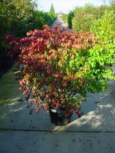 Kardinaalshoed (Euonymus Alatus) - Afbeelding 5