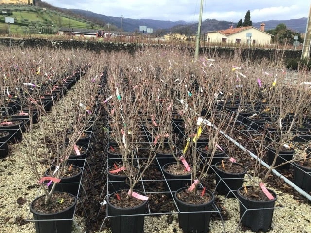 Kornoelje (Cornus Kousa 'Schmetterling') - Afbeelding 3