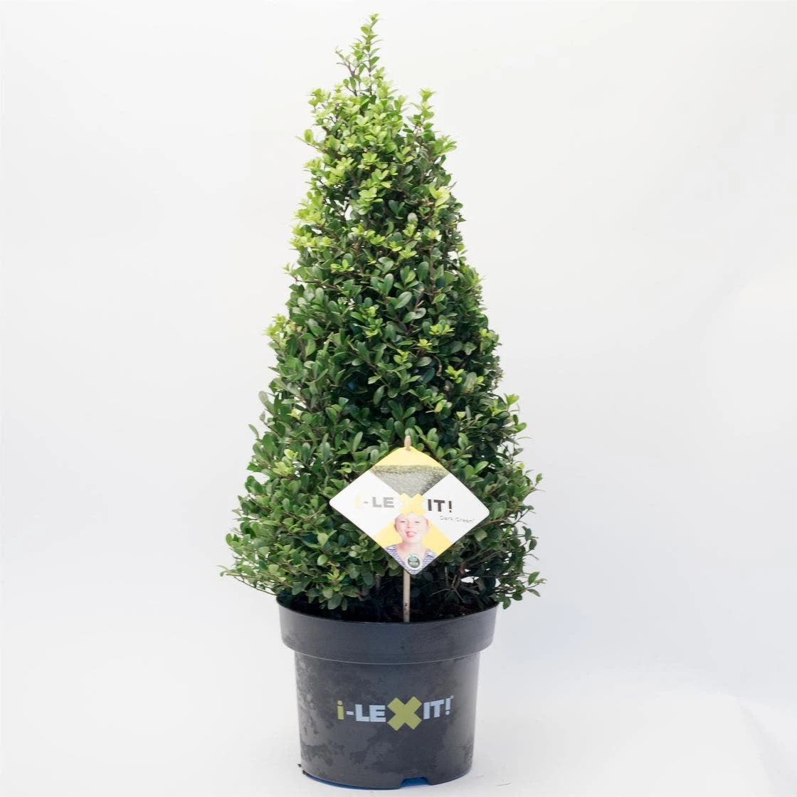 Japanse Hulst In Kegelvorm (Ilex Crenata 'Dark Green') - Afbeelding 2