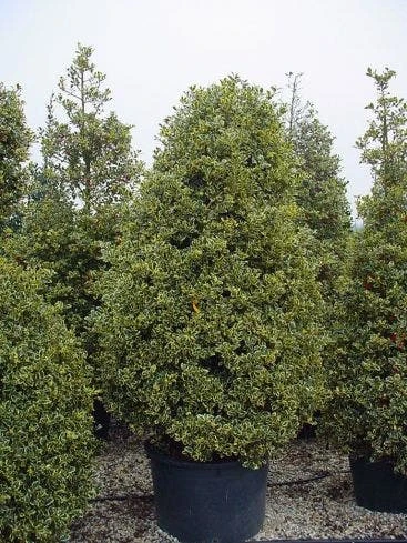 Hulst (Ilex Aquifolium 'Silver Queen') - Afbeelding 6