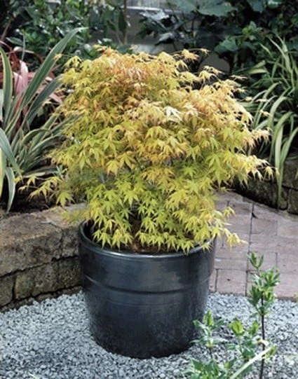 Japanse Esdoorn (Acer Palmatum 'Katsura') - Afbeelding 3