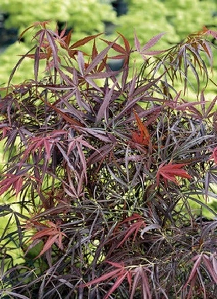 Japanse Esdoorn (Acer Palmatum 'Red Pygmy') - Afbeelding 2