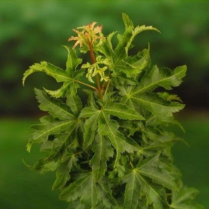 Japanse Esdoorn (Acer Palmatum 'Shishigashira') - Afbeelding 2