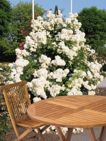 Miniklimroos (Rosa 'Guirlande D'Amour') - Afbeelding 2