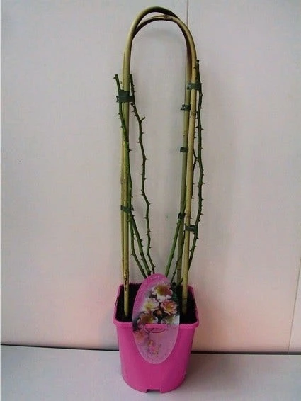 Miniklimroos (Rosa 'Open Arms') - Afbeelding 2