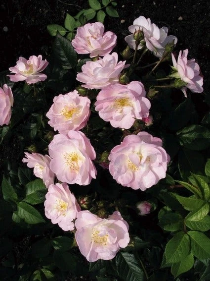 Miniklimroos (Rosa 'Perennial Blush') - Afbeelding 2
