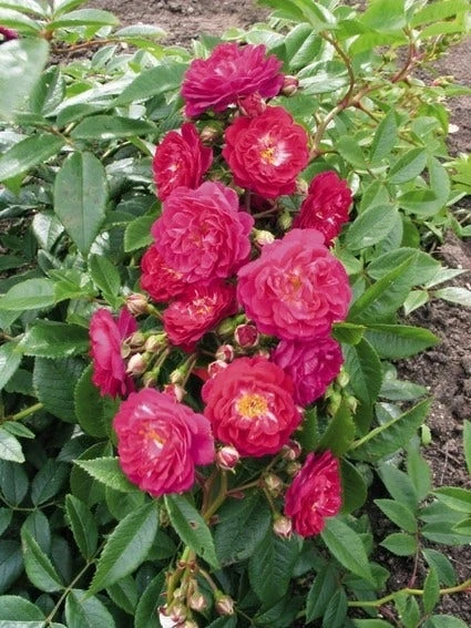 Miniklimroos (Rosa 'Perennial Blue') - Afbeelding 3