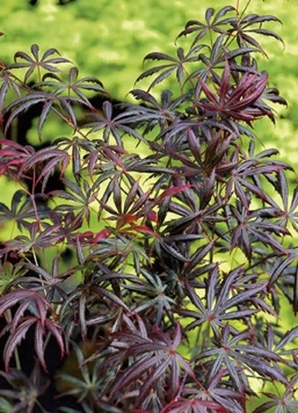 Japanse Esdoorn (Acer Palmatum 'Trompenburg') - Afbeelding 2