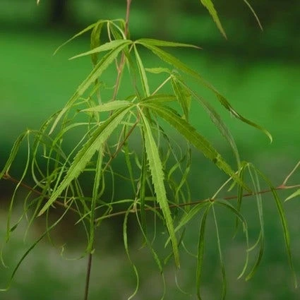 Japanse Esdoorn (Acer Palmatum 'Koto-no-ito') - Afbeelding 2