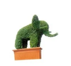 Elephant (Ligustrum Delavayanum)