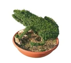 Frog (Ligustrum Delavayanum)