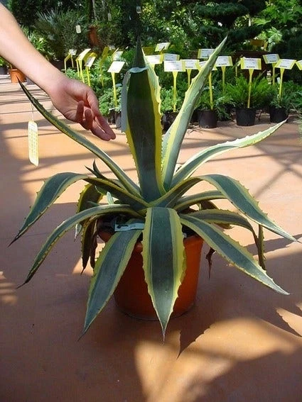 Agave (Agave Americana 'Variegata') - Afbeelding 2