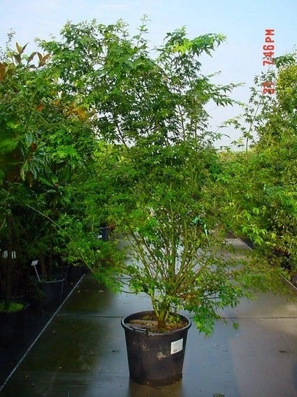 Japanse Esdoorn (Acer Palmatum) - Afbeelding 4