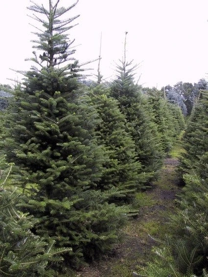 Koreaanse Zilverspar (Abies Koreana) - Afbeelding 11