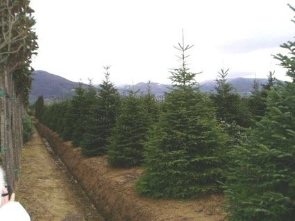 Nordmann-spar (Abies Nordmanniana) - Afbeelding 5