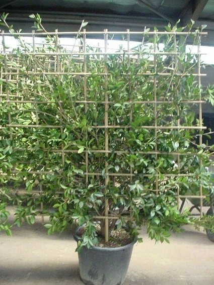 Camelia Als Leivorm (Camellia Japonica) - Afbeelding 2