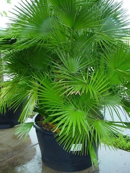 Dwergpalm (Chamaerops Humilis 'Vulcano') - Afbeelding 3