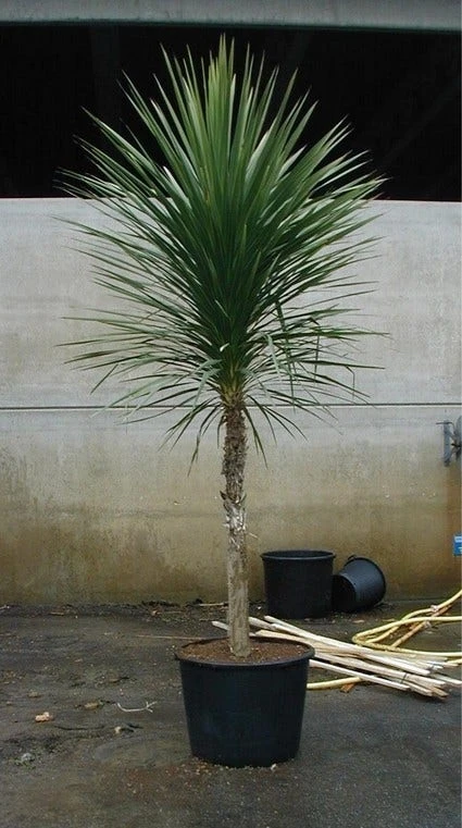 Cordyline (Cordyline Australis) - Afbeelding 5