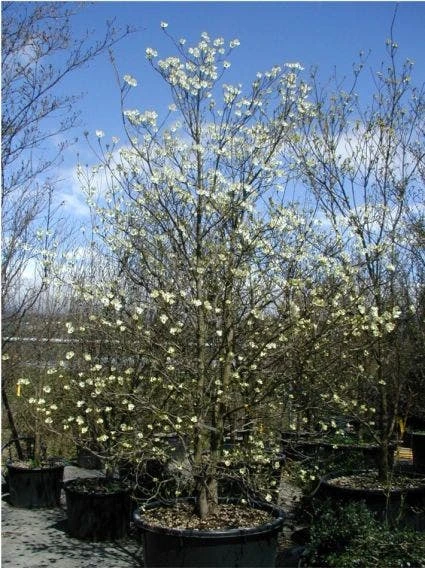 Veelbloemige Kornoelje (Cornus Florida 'Cloud Nine') - Afbeelding 2