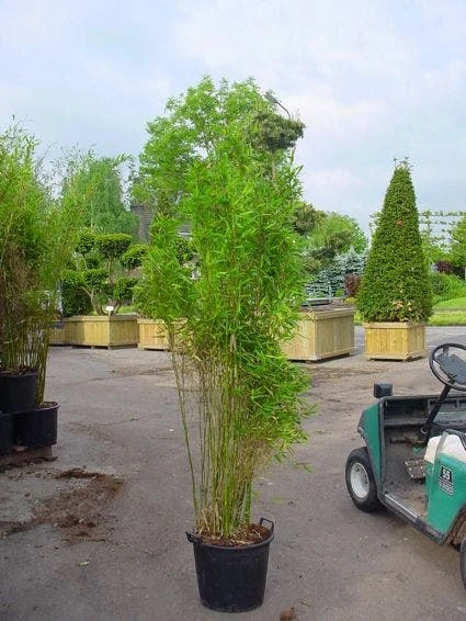 Niet Woekerende Bamboe (Fargesia 'Great Wall') - Afbeelding 5