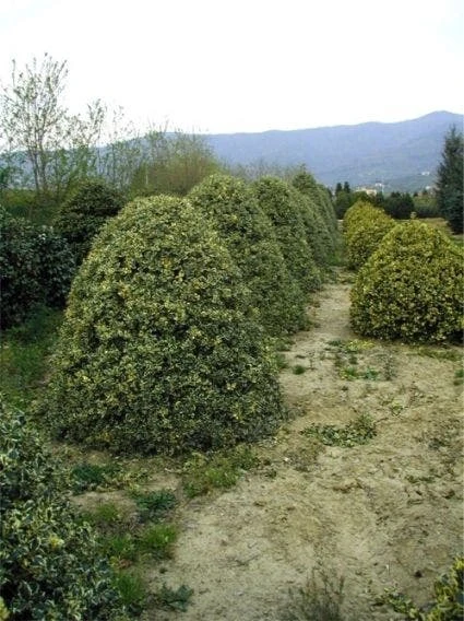 Hulst (Ilex Aquifolium 'Argentea Marginata') - Afbeelding 3