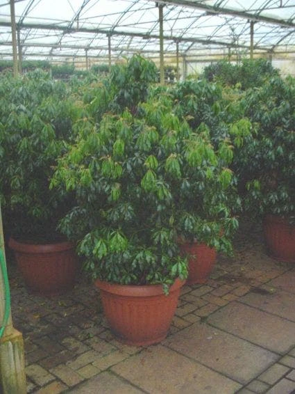 Rotsheide (Pieris Japonica) - Afbeelding 2