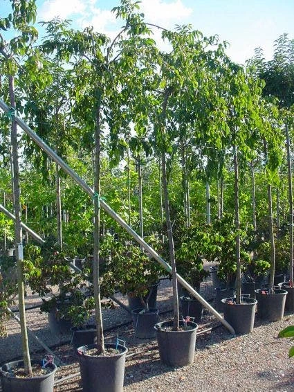 Japanse Treursierkers (Prunus Serrulata 'Kiku-shidare') - Afbeelding 3