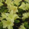 Dwergrhododendron (Rhododendron 'Princess- Anne')