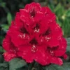 Rhododendron (Rhododendron 'Lord Roberts')