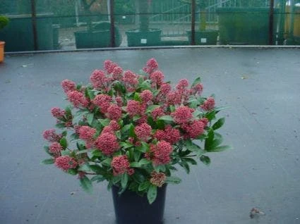 Skimmia (Skimmia Japonica 'Rubella') - Afbeelding 2
