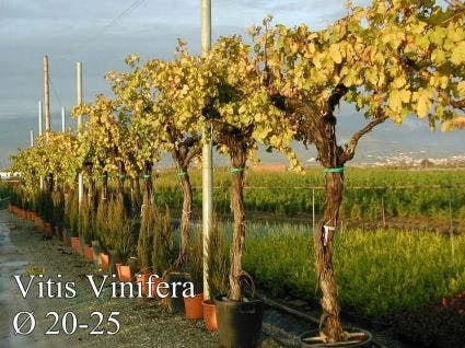 Druif, Op Stam (Vitis Vinifera) - Afbeelding 6