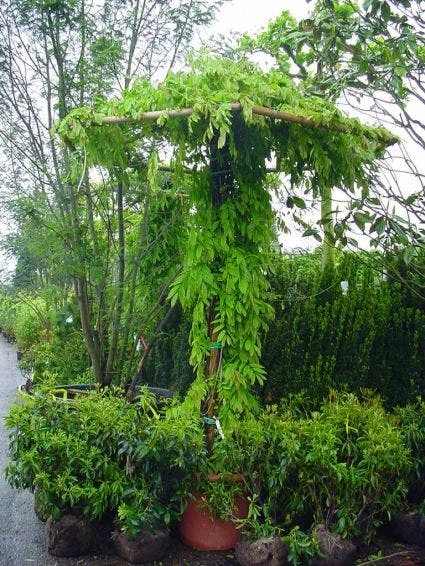 Blauwe Regen (Wisteria Sinensis) - Afbeelding 5