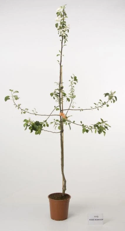 Appelboom (Malus Domestica 'Rode Boskoop') - Afbeelding 2