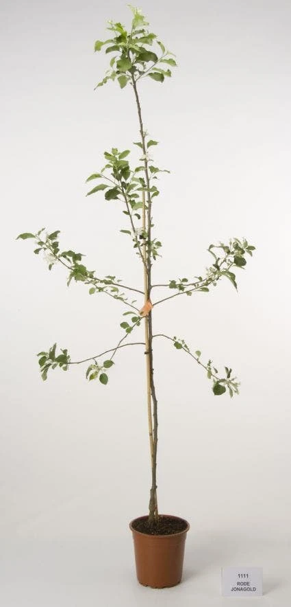 Appelboom (Malus Domestica 'Jonagold') - Afbeelding 2