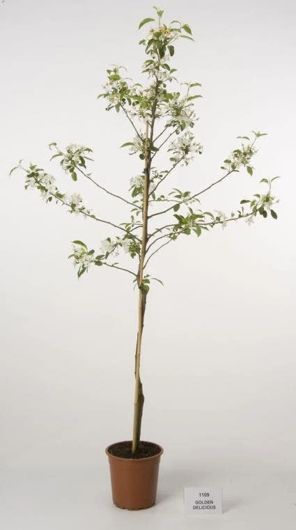 Appelboom (Malus Domestica 'Golden Delicious') - Afbeelding 2