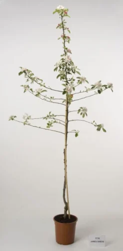 Appelboom (Malus Domestica 'James Grieve')