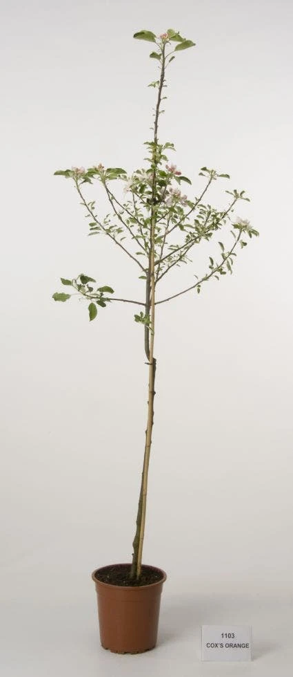 Appelboom (Malus Domestica 'Cox's Orange') - Afbeelding 3