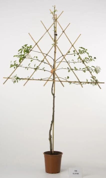 Lei-Appel (Malus Domestica 'Elstar') - Afbeelding 2