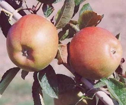 Lei-Appel (Malus Domestica 'Braeburn') - Afbeelding 3