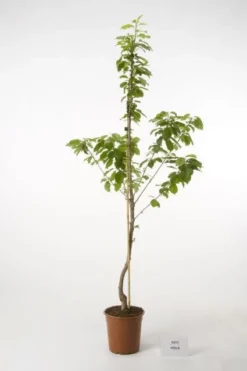 Kersenboom (Prunus Avium 'Viola')