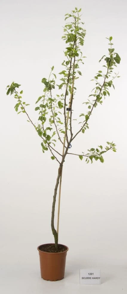 Perenboom (Pyrus Communis 'Beurre Hardy') - Afbeelding 3