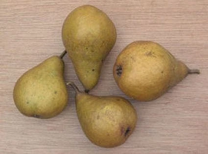 Perenboom (Pyrus Communis 'Gieser Wildeman') - Afbeelding 4