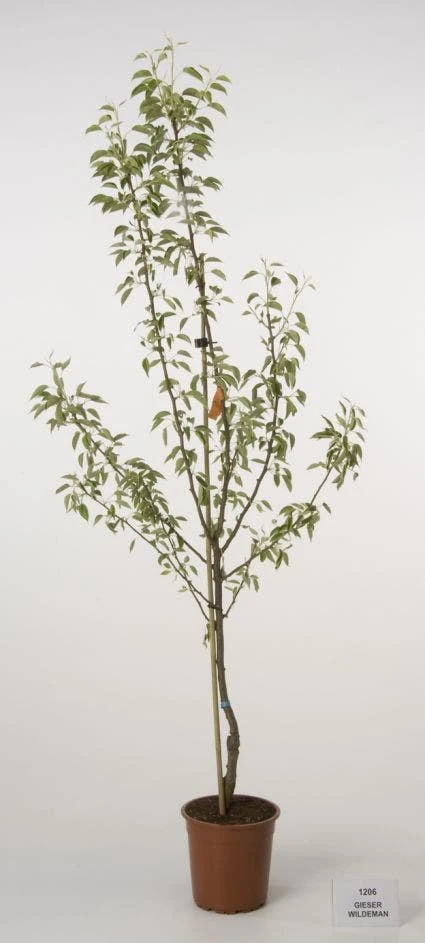 Perenboom (Pyrus Communis 'Gieser Wildeman') - Afbeelding 3