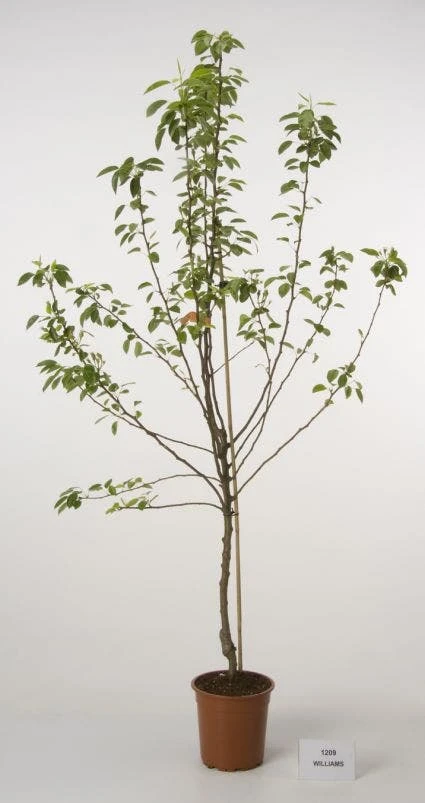 Perenboom (Pyrus Communis 'Beurre Hardy') - Afbeelding 2